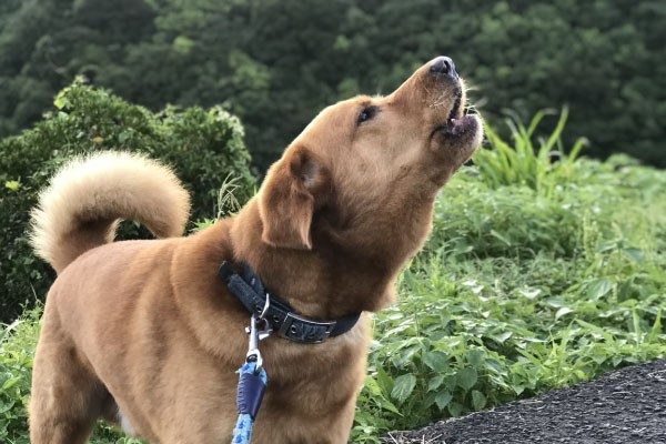 犬 彼氏 に 吠える