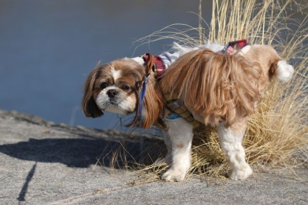 犬のトイレのしつけ方