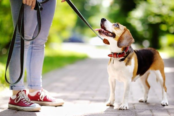 犬との主従関係を守るしつけ方