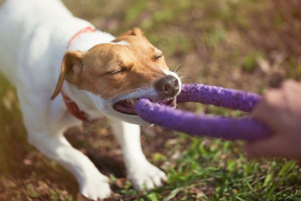 噛む犬のしつけ方