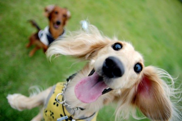 犬との遊び方について