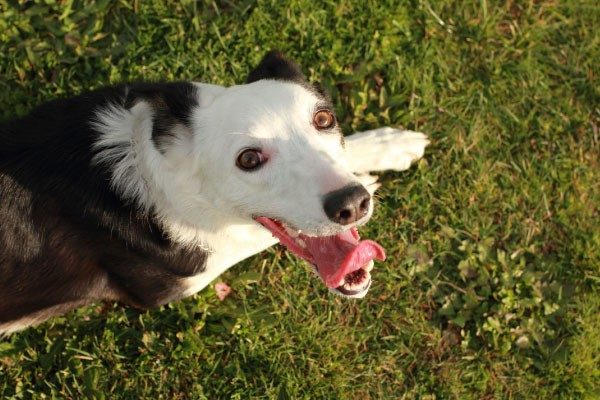 犬の散歩のしつけ方のコツ