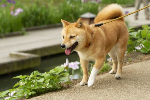 犬の散歩のマナーについて