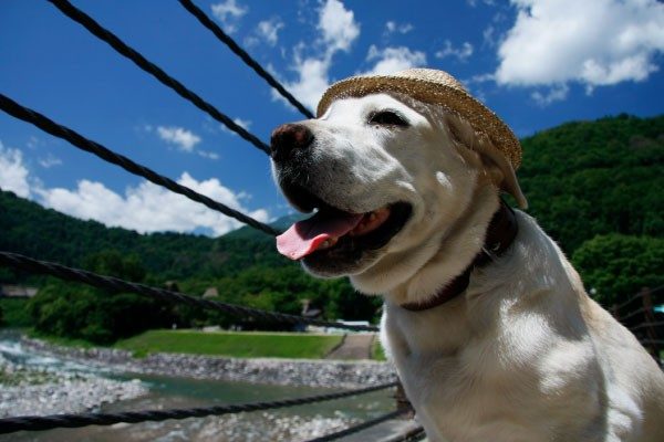 犬の熱中症予防と応急処置