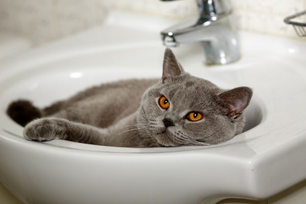 猫の熱中症の主な症状と対策