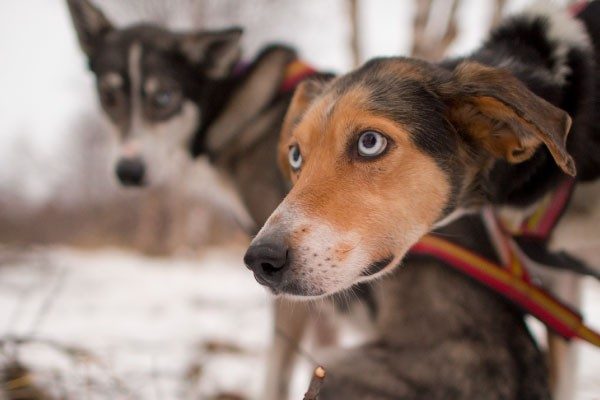 犬がかかる目の病気について