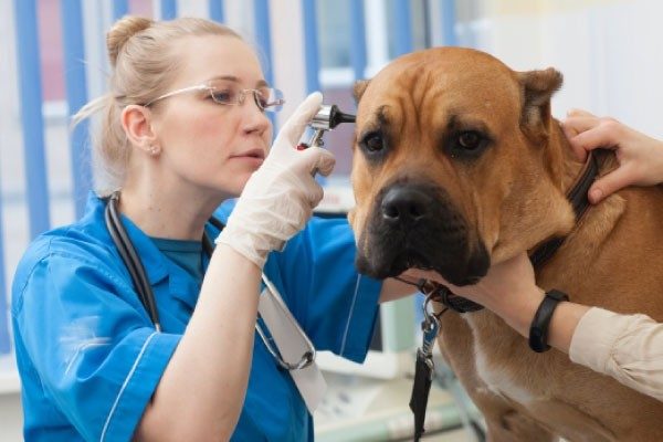 気を付けたい犬の耳の病気