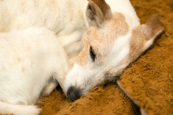 犬が糖尿病になった際の対処法