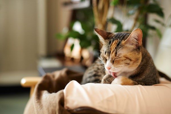 高齢の猫がかかりやすい病気