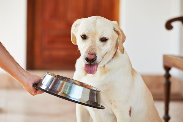 犬に与えてはいけない食べ物