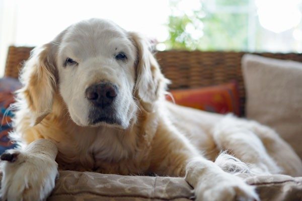 老犬の認知症