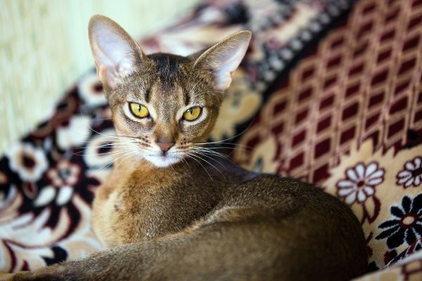 猫がペットとして飼われるまでのルーツ