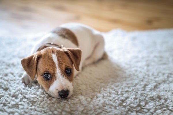 さみしさがストレスに？犬が感じるお留守番中のストレス