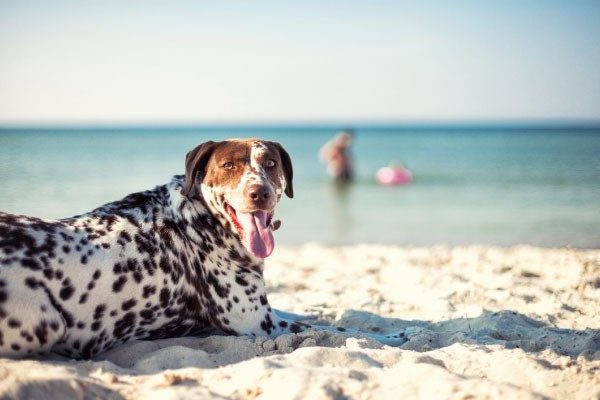 犬が幸せであるための条件は？