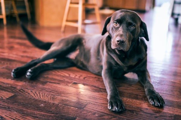 犬に大人しく留守番してもらうためには？