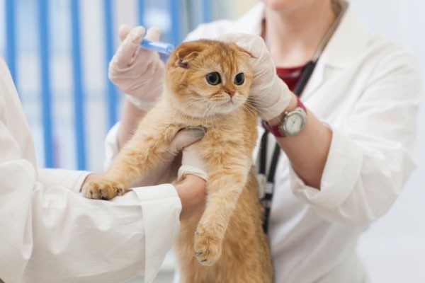 動物由来感染症とは