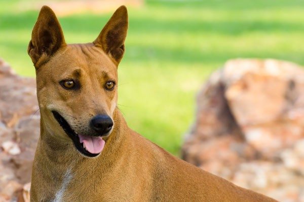 犬の五感 日本ペットシッターサービス