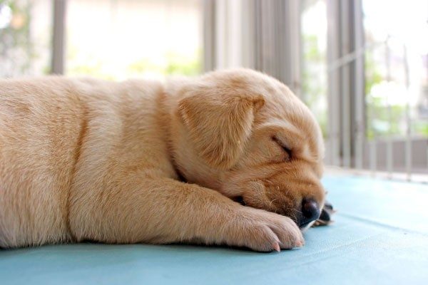 犬も寝ているとき夢を見るの？