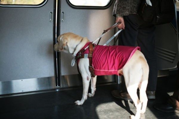 盲導犬に会った時はどうすればいいの 日本ペットシッターサービス