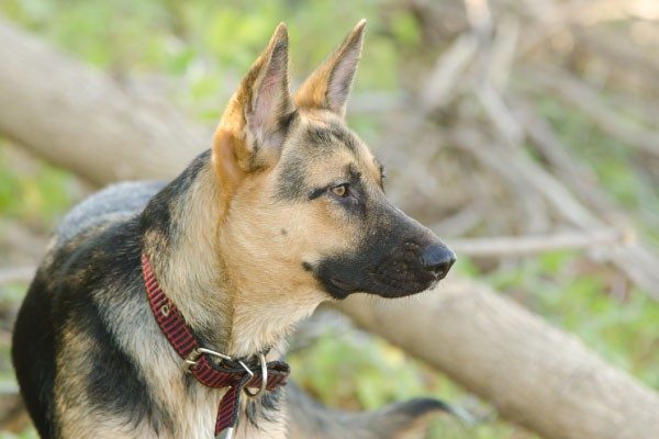 大型犬の躾に警察犬訓練所に預けるのは必要？