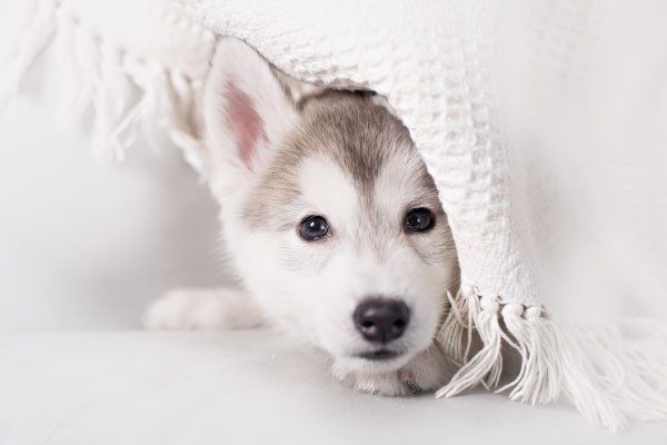 犬だって寒いんです！冬に気を付けたいこと