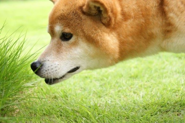 散歩中に突然むしゃむしゃ!?犬が草を食べる理由って？