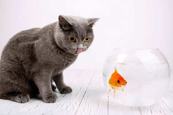 日本人だけ？猫が魚を好物だと思っているのは！