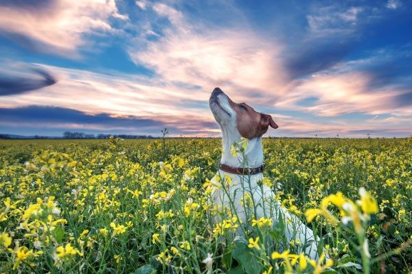 犬は色を識別できるの？犬の色の世界を覗いてみよう！