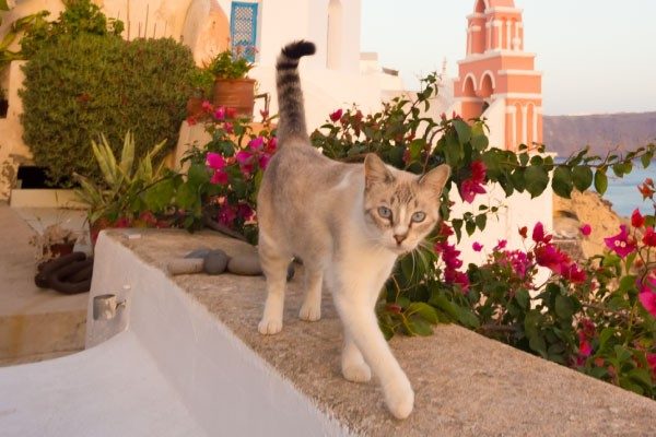 猫の感情表現はしっぽの動きにあり！愛猫の気持ちを知ろう