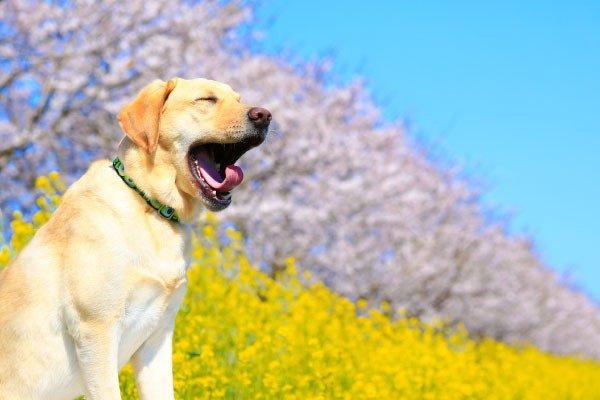 犬のあくびは退屈だから？眠いから？あくびは犬からのメッセージ