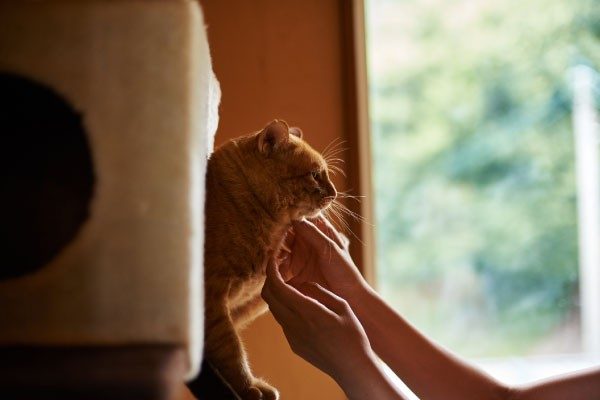 声やしぐさ、行動から探る猫の本当の気持ち