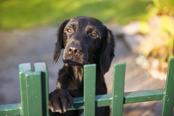 「犬の災害対策」いますぐ準備したいこと・やっておきたいこと