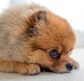 犬が糖尿病になった際の対処法 日本ペットシッターサービス 犬が糖尿病になった際の対処法 日本ペットシッターサービス