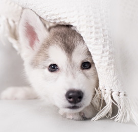 犬だって寒いんです 冬に気を付けたいこと 日本ペットシッターサービス