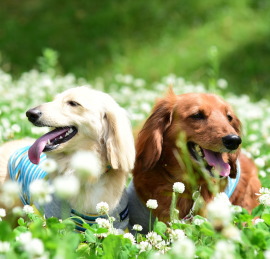 散歩中に突然むしゃむしゃ 犬が草を食べる理由って 日本ペットシッターサービス