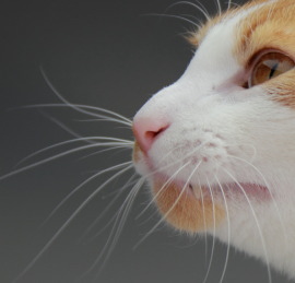 猫のヒゲは高感度センサー 日本ペットシッターサービス