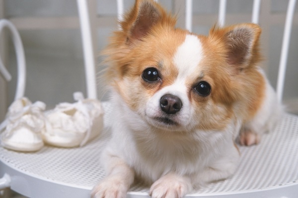 ロングコートチワワ【Long Coat Chihuahua】 | 日本ペットシッターサービス