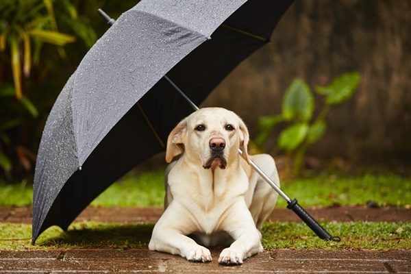 愛犬と一緒に雨の日も楽しく散歩！快適に過ごすコツと注意点