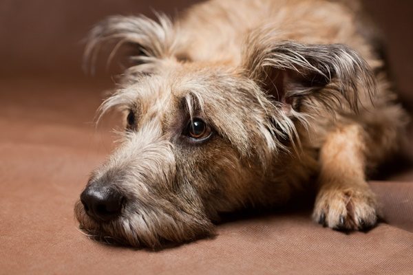 犬が雷や花火の大きな音を怖がる！安心させる方法や予防方法は？