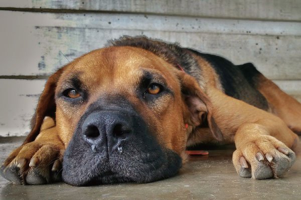 犬にも花粉症⁉