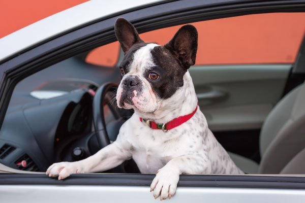 愛犬と日帰りドライブお出かけ！楽しむ方法とは？準備や持ち物も