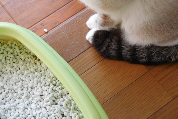 猫の快適トイレとは？猫も飼い主さんも大満足のトイレを目指そう