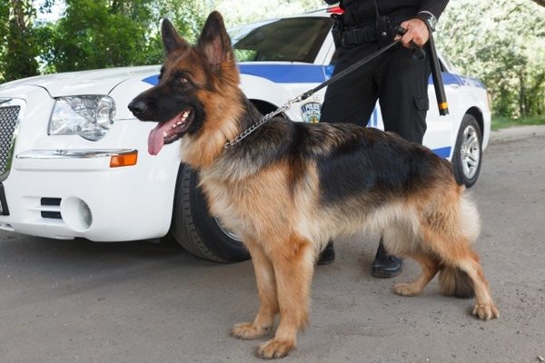 仕事をする犬をご紹介！人々の安全や生活をサポートしてくれる犬たち