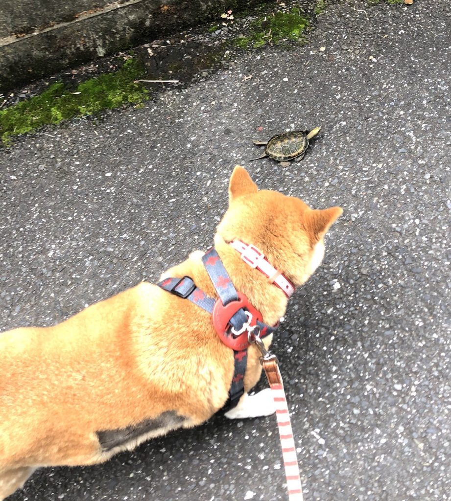 国分寺 ペットシッター 犬 さっちゃん②