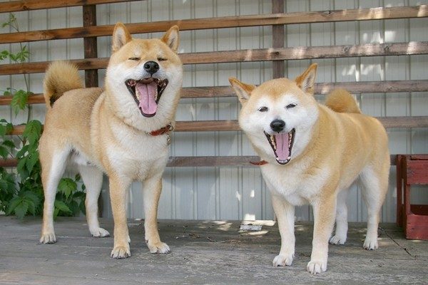 柴犬 Shiba Inu 日本ペットシッターサービス