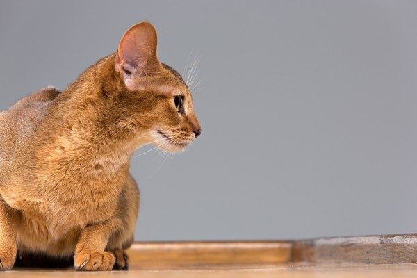 猫のトイレお悩み解決！快適トイレで猫も飼い主さんもすっきり