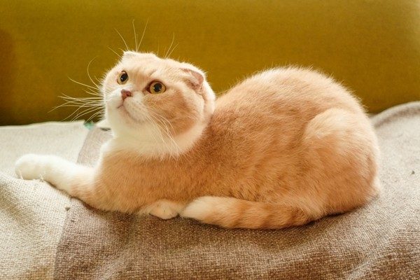 スコティッシュフォールド Scottish Fold 日本ペットシッターサービス