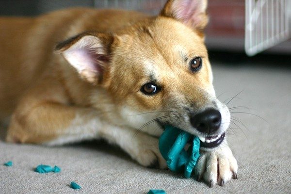 犬の誤飲・誤食や拾い食い、予防のポイントやしつけ方とは？