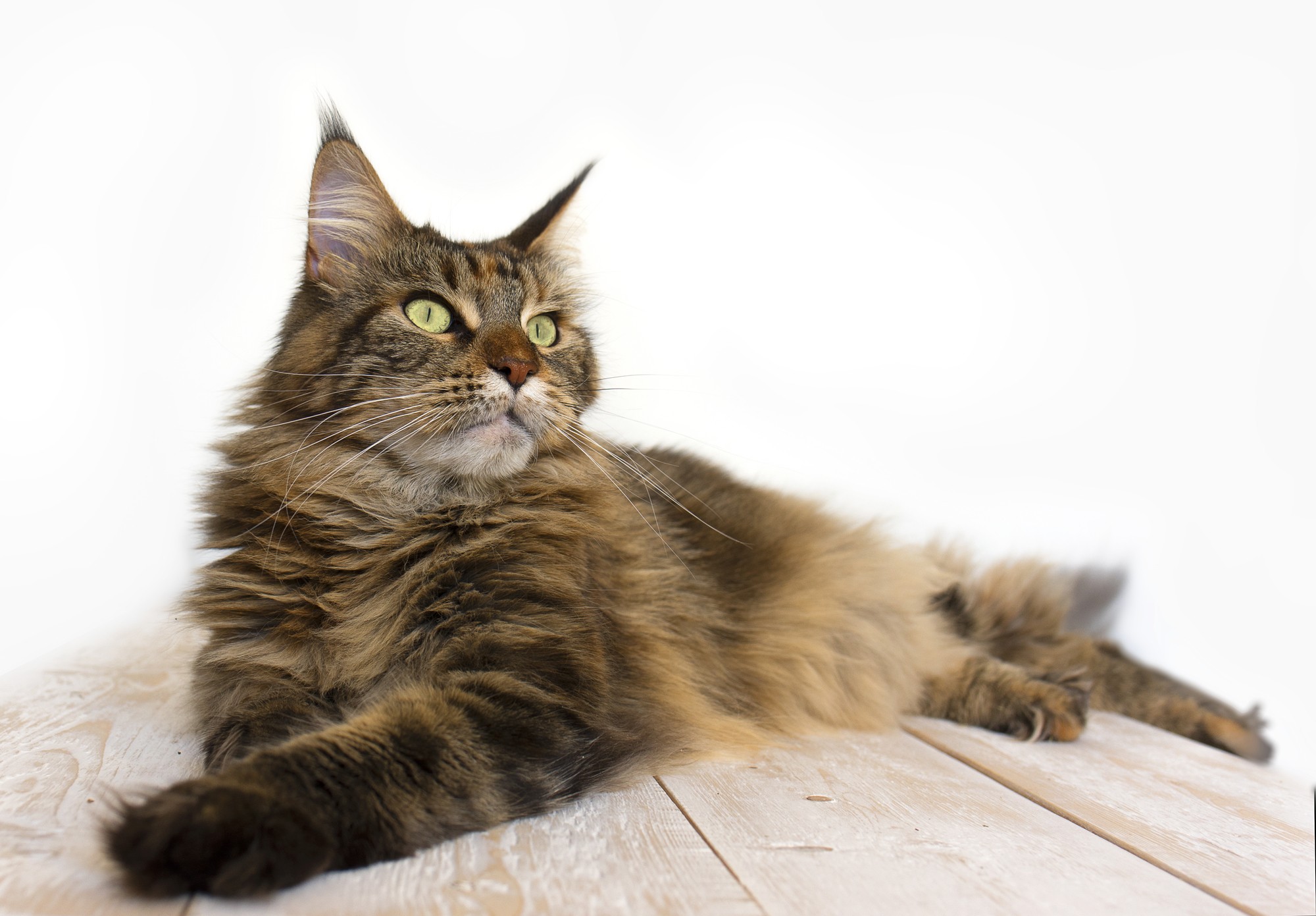 メインクーン【Maine Coon】 | 日本ペットシッターサービス