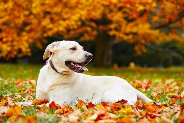 ラブラドールレトリバー Labrador Retriever 日本ペットシッターサービス